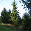 FBORB poate merge mai departe în procesul privind retrocedarea celor 192.000 de hectare de pădure