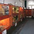 Expoziţia „Reptile vii”