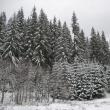 Al doilea val de ger: minus 28 de grade la Rădăuţi, minus 24 la Suceava