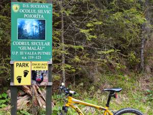 Traseu bicicletă: Păstrăvăria Valea Putnei – Cabana de vânătoare Valea Putnei – Codrul secular Giumalău