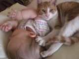 Protecţie felină.