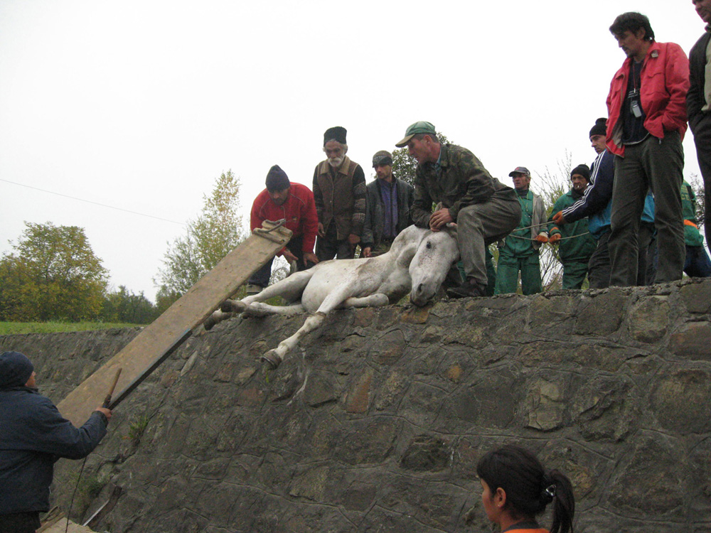 Un cal în agonie a fost abandonat de stăpâni pe marginea drumului, în municipiul Suceava, pe Serpentine. Animalul a supravieţuit miraculos, numai că, în loc să ajungă la un adăpost pentru animale, a fost luat înapoi acasă de cei care şi-au bătut joc de el.