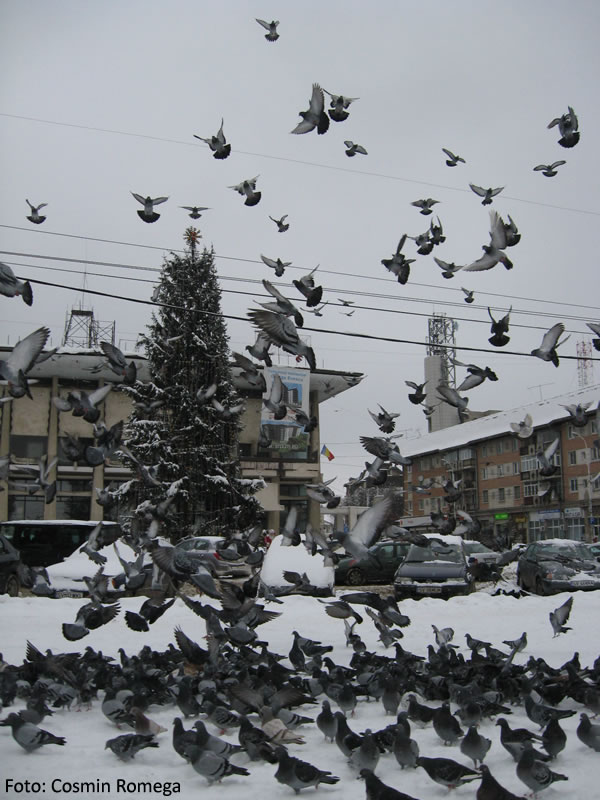 Dansul porumbeilor în centrul Sucevei, Duminică, 16 decembrie 2007