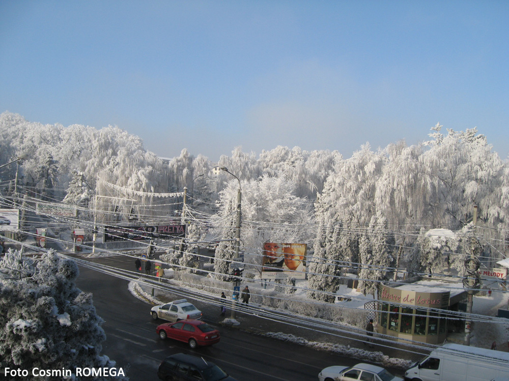 Suceava de cleştar. Decembrie 2007. 