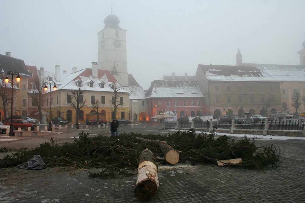 Bradul de Crăciun a fost tăiat. Sibiu, 10 ianuarie 2008. Foto MEDIAFAX