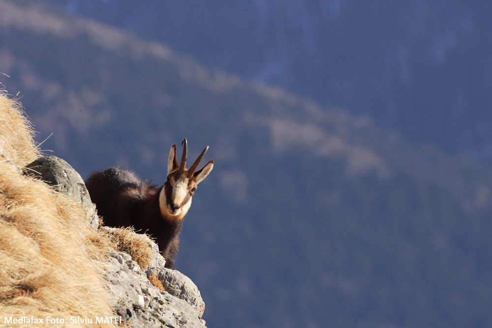 Capră neagră în Munţii Bucegi. Ianuarie 2008.