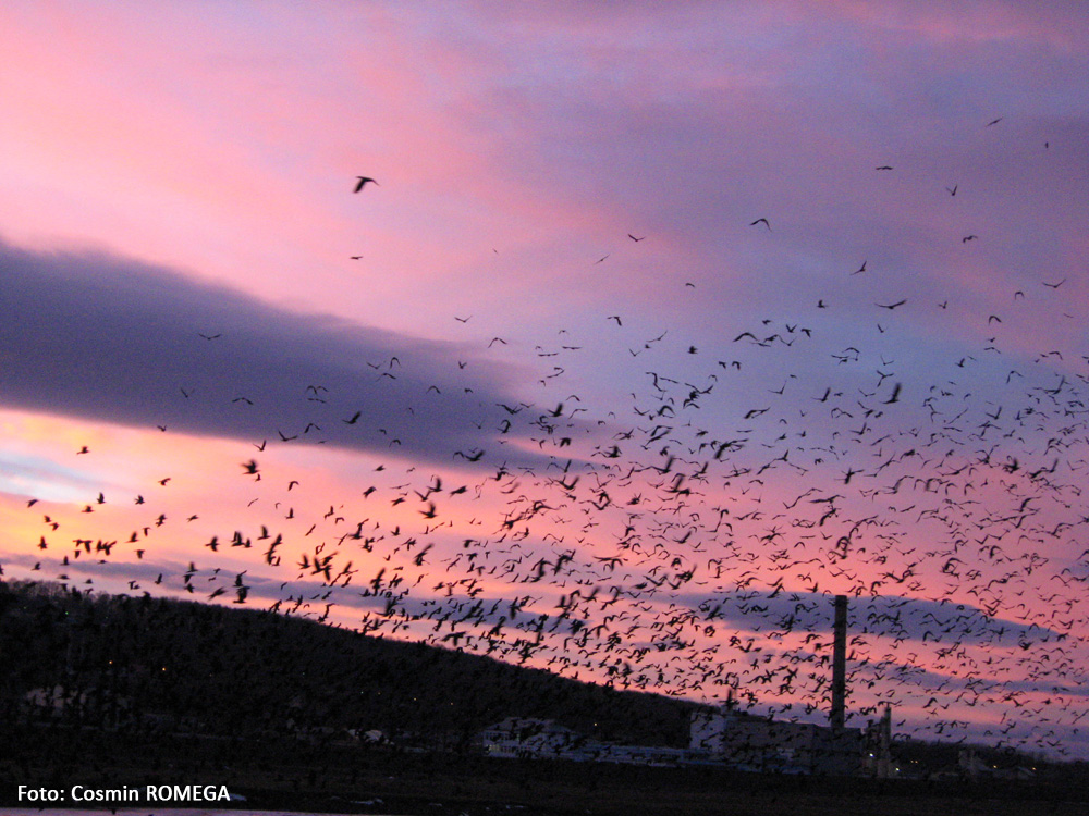 Invazia ciorilor. Suceava, ianuarie 2007.