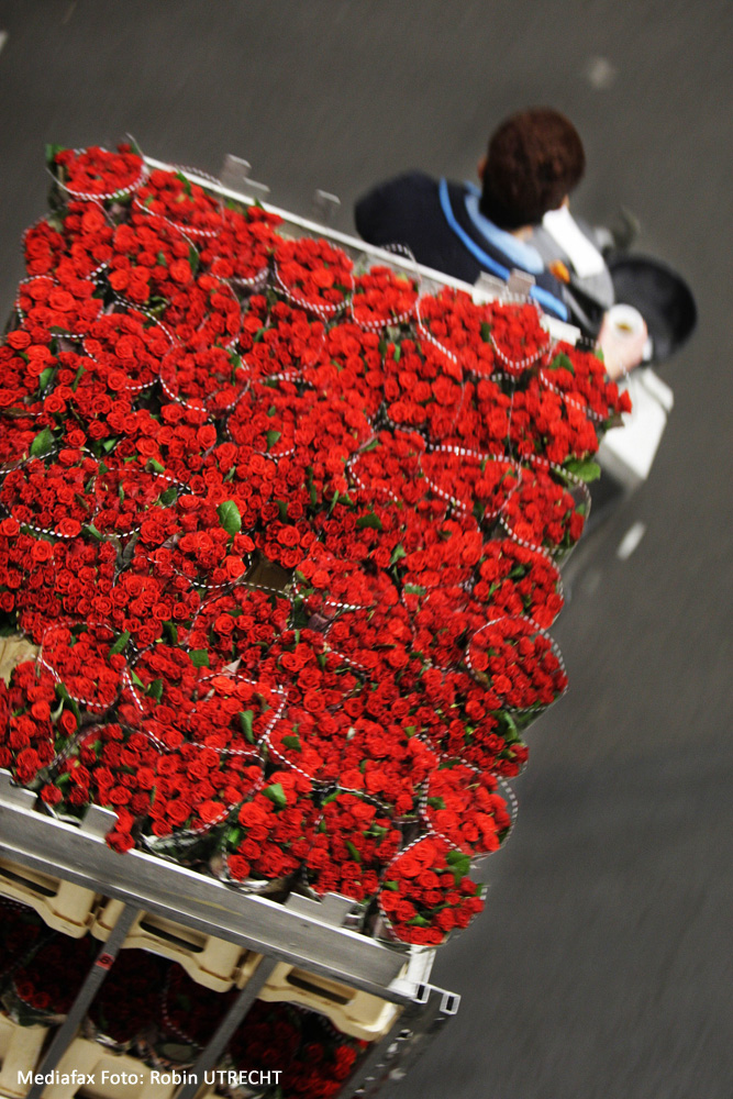 Pregătiri pentru Ziua Îndrăgostiţilor. Februarie 2008, Olanda.