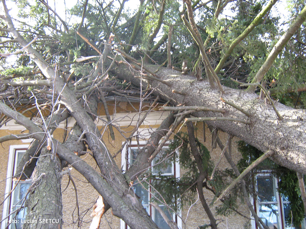 După vijelie. Costâna, martie 2008.