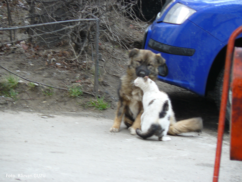 Prieteni buni. Suceava, Martie 2008.