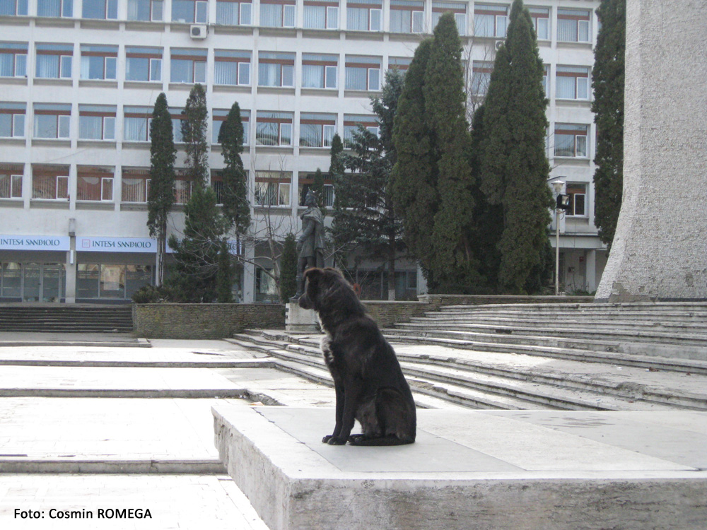 Statuia câinilor vagabonzi din Suceava - martie 2008
