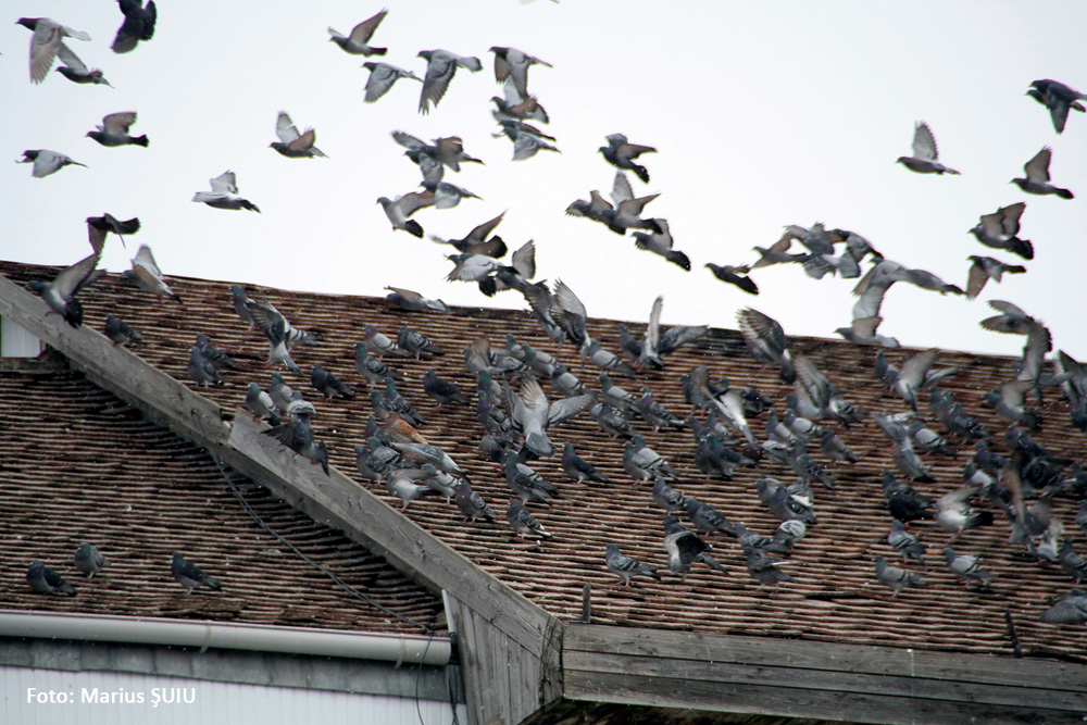 Zburătorii. Suceava, martie 2008.