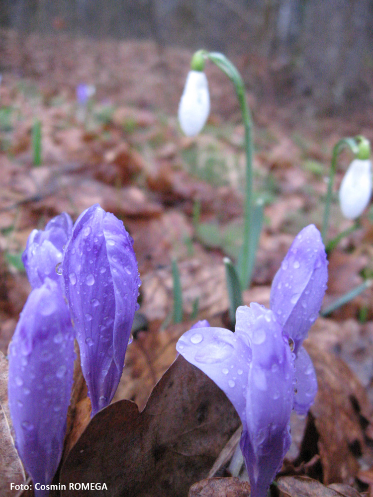 Lacrimile primăverii. Martie, 2008. Suceava.