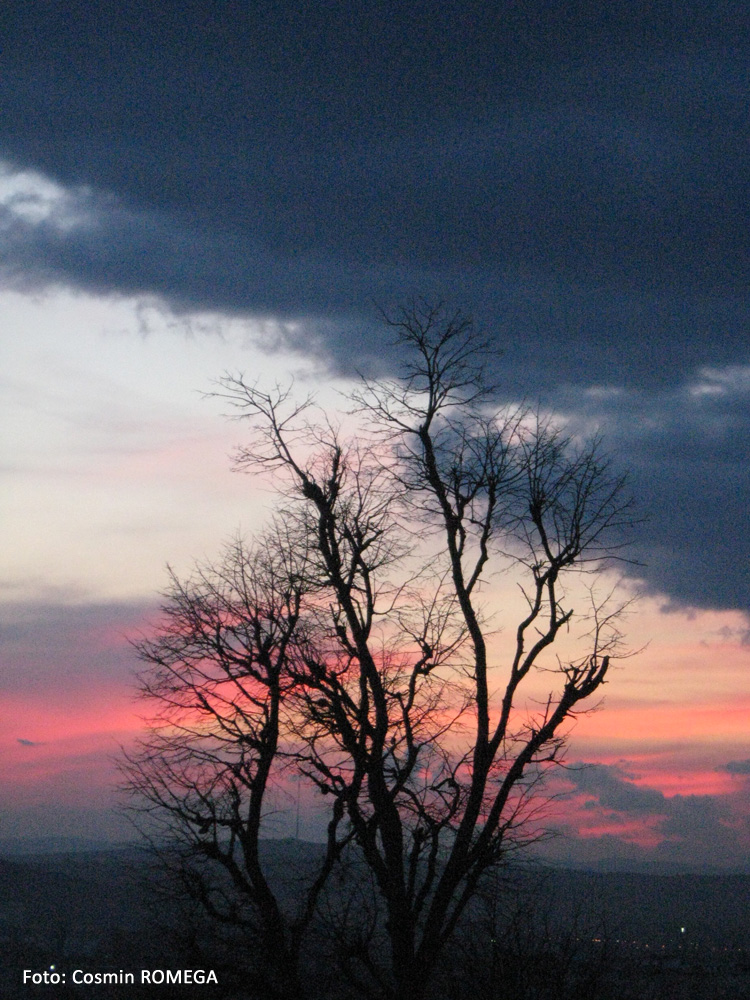 Apus însângerat. Suceava, martie 2008.
