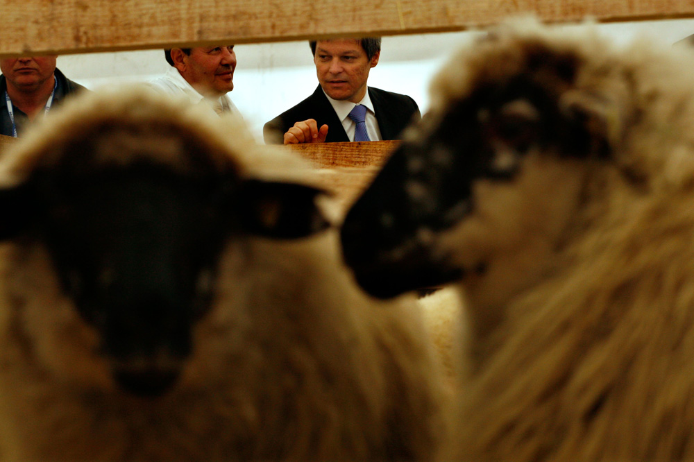 Ministrul Agriculturii, Dacian Cioloş, vizitează expoziţia de ovine la târgul Indagra 2008. Foto: ANDREI PUNGOVSCHI / MEDIAFAX FOTO