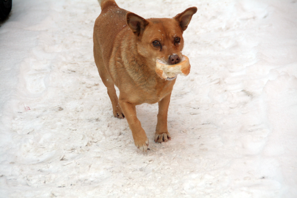 M-am ales şi eu cu ceva. Suceava, 6 ianuarie 2009. Foto: Marius ŞUIU