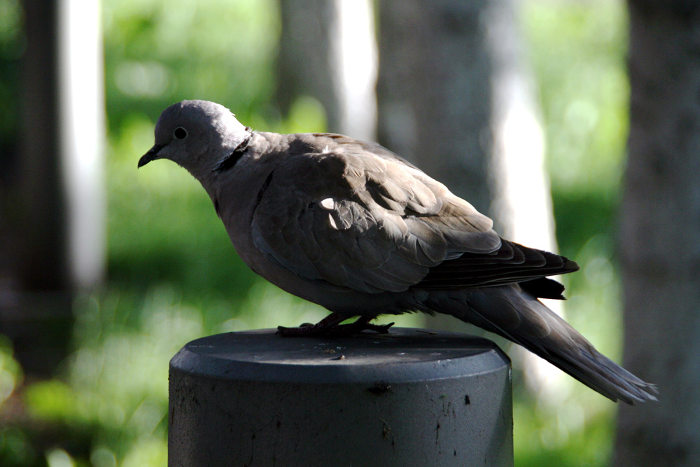 Solitudine. Foto: Marius SUIU