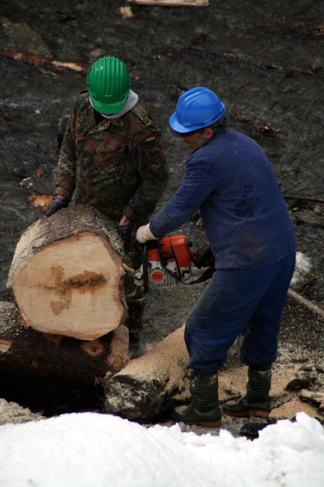 Cruce in trunchi. Foto: Marius SUIU