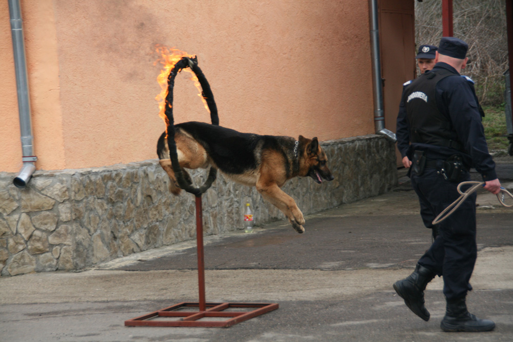 Demonstraţie la Ziua Jandarmeriei. Suceava, 1 aprilie 2010. Foto: Marius ŞUIU