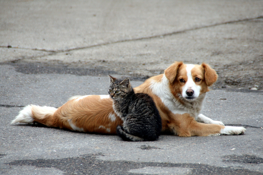 Viata pe strada. Foto: Marius SUIU