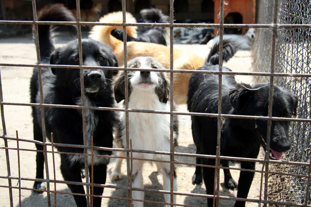 Viaţă de câine. Adăpostul Primăriei Suceava, 12 mai 2010. Foto: Marius ŞUIU