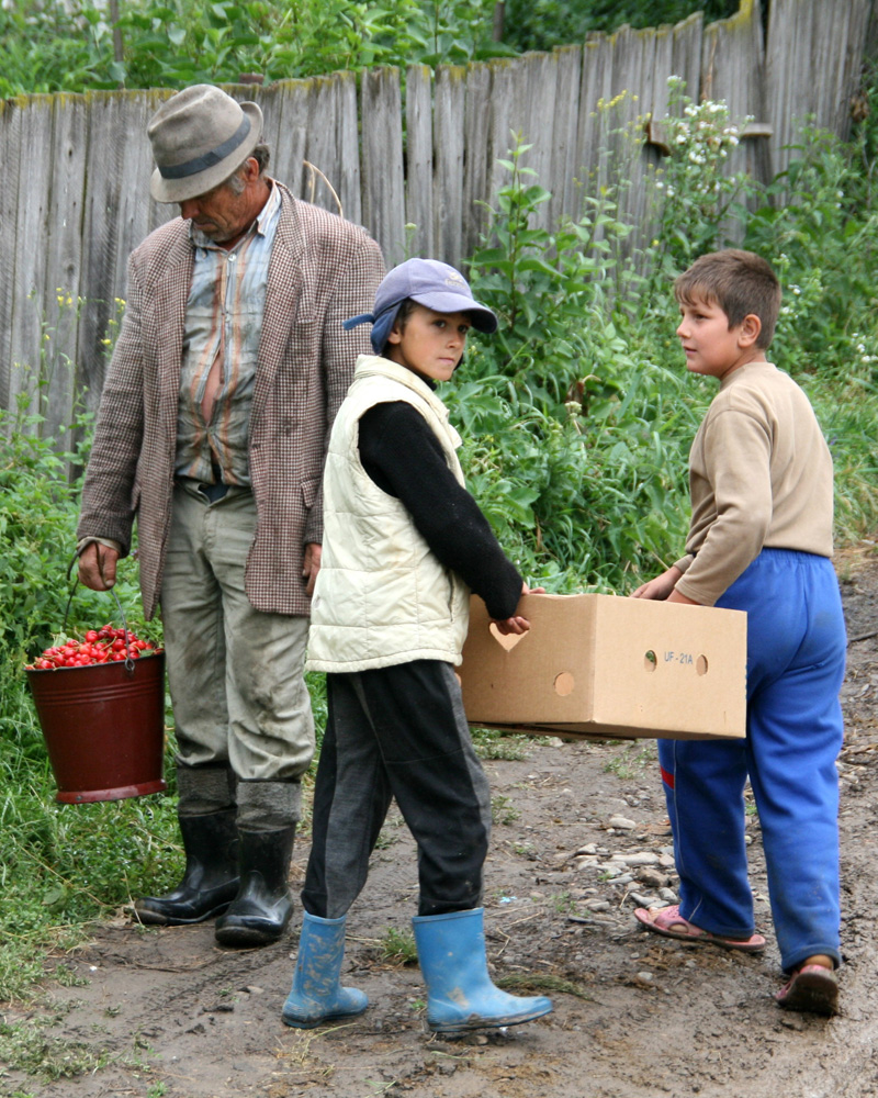 Vremea cireşelor. Valea Glodului, Suceava. Foto: Marius ŞUIU