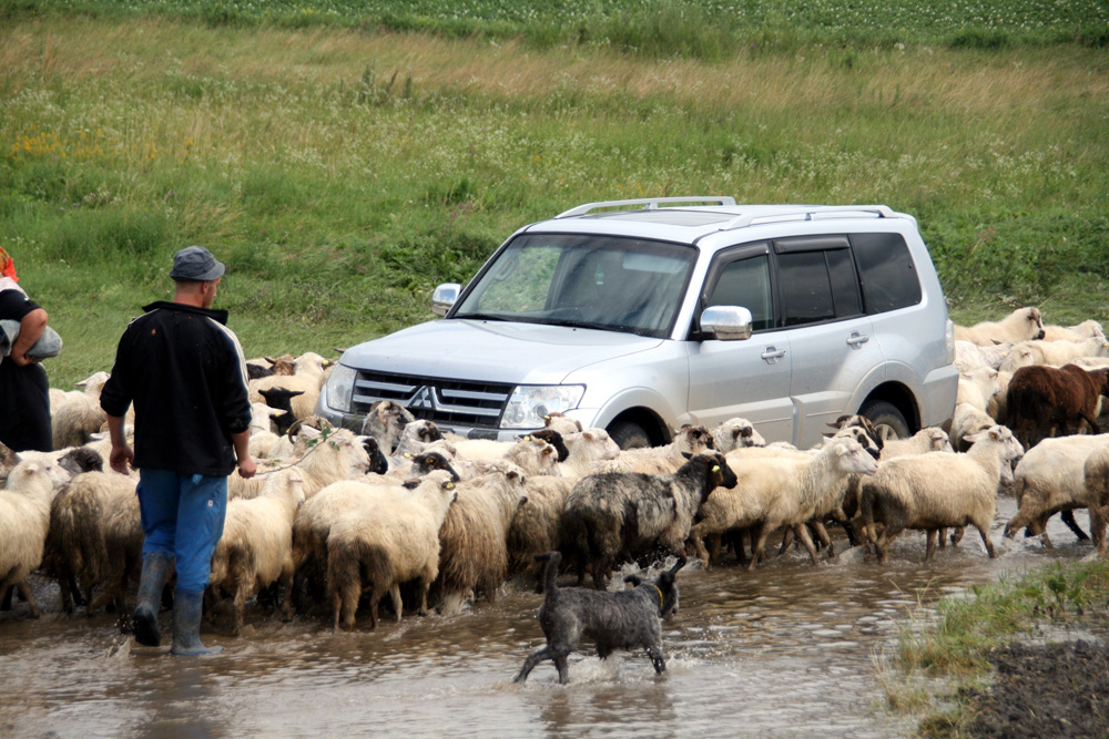 Prin apă trece, dar printre oi... Foto: Marius ŞUIU