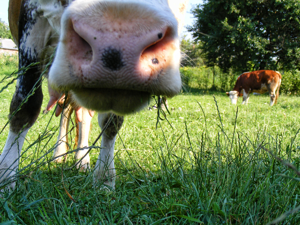 Să privim mai de aproape. Foto: Honey CRAMARIUC