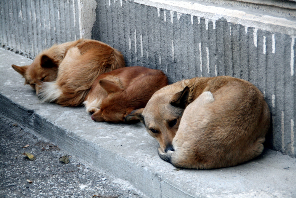 Trio... Foto: Marius SUIU