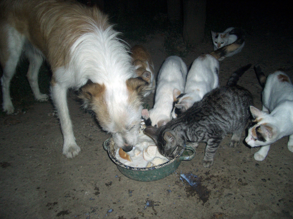 Surprise... foto. Autor: Ciornei Daniel, Suceava.