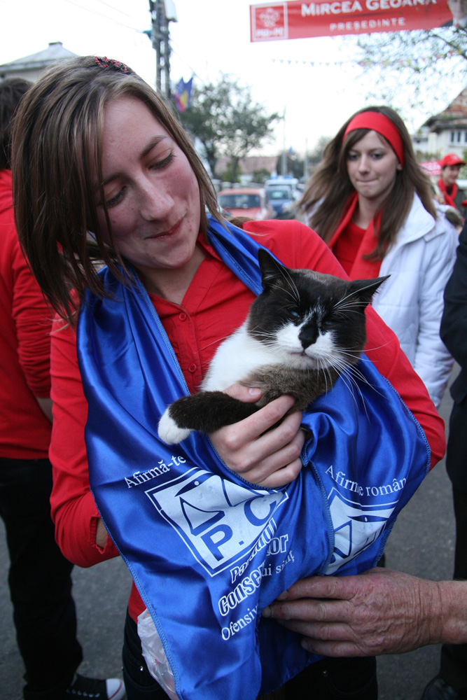 Motanul Felix. Foto: Marius SUIU
