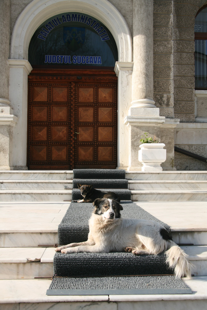 Paznici de încredere. Foto: Marius ȘUIU