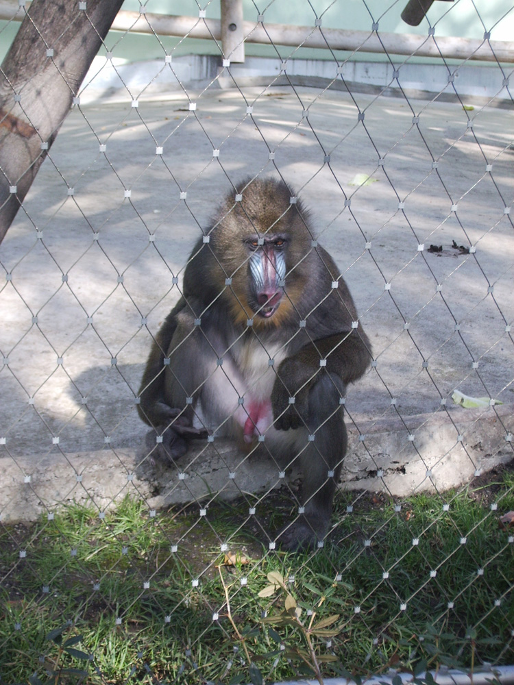 Ai văzut-o pe tipa nouă de la Zoo? Eu daaa...