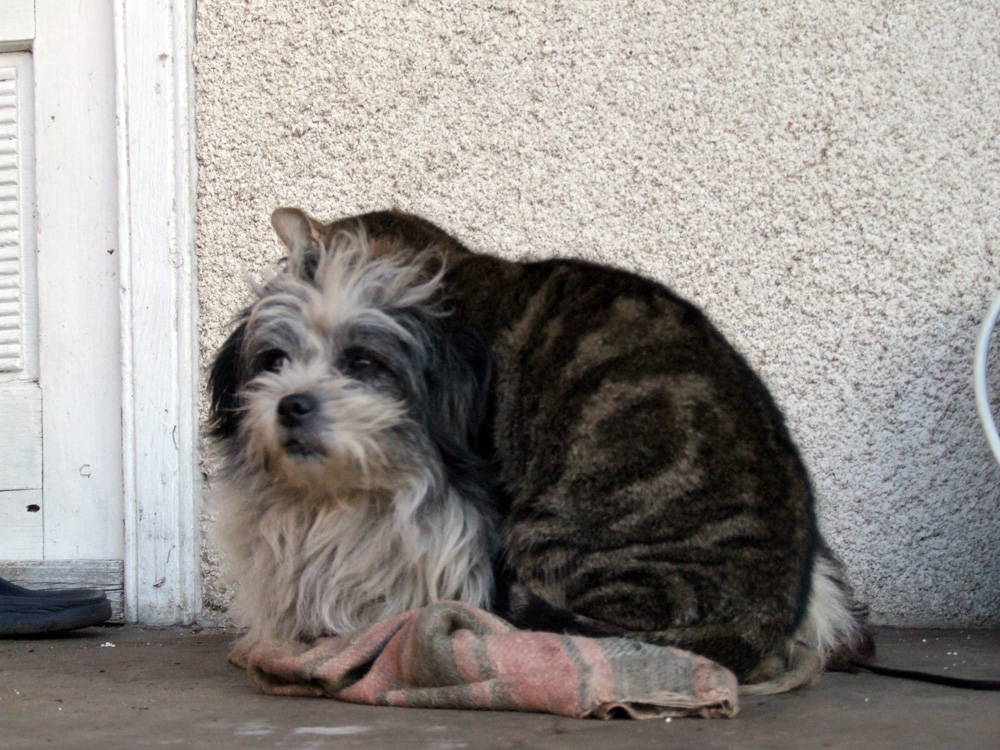 Prietenie fără margini. Foto: Corneliu ACASANDRE