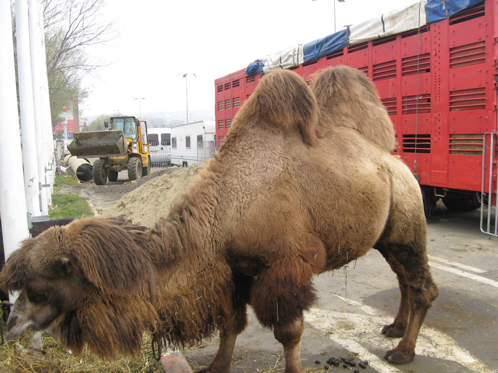Utilaje moderne aduse pentru lucrările de pe străzile Sucevei. Foto: Cosmin ROMEGA