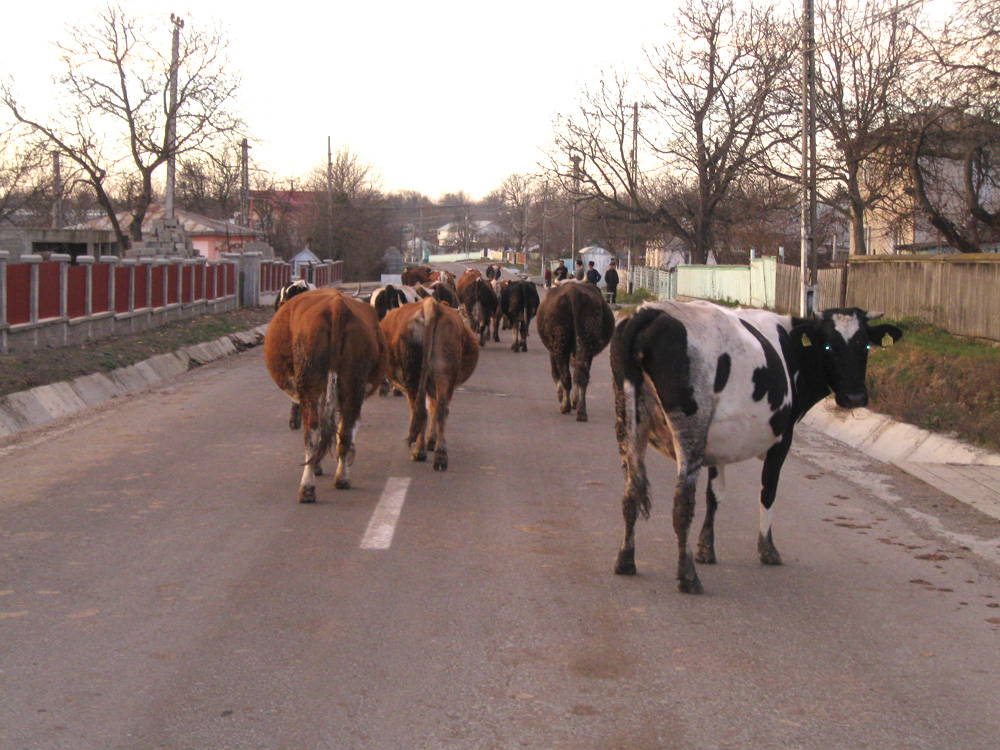 Drum cu prioritate. Foto: Cristina RUSU