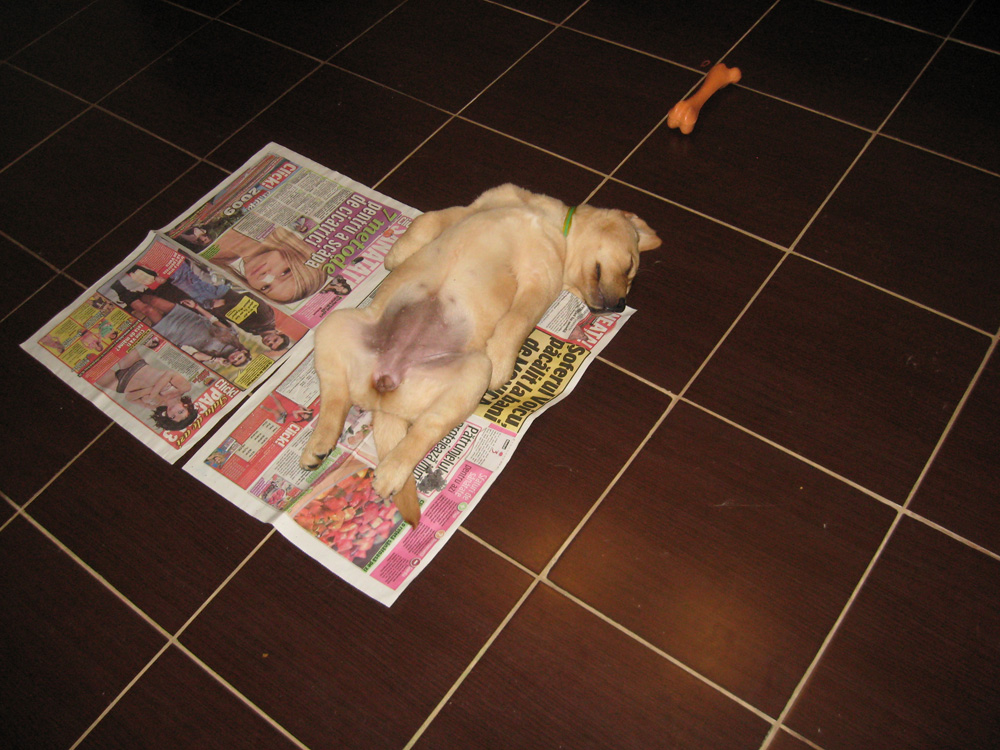 Somn de voie. Foto: Sergiu RUSU