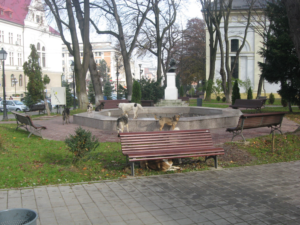 Parcul.... cainilor. Foto: Florin PAIU