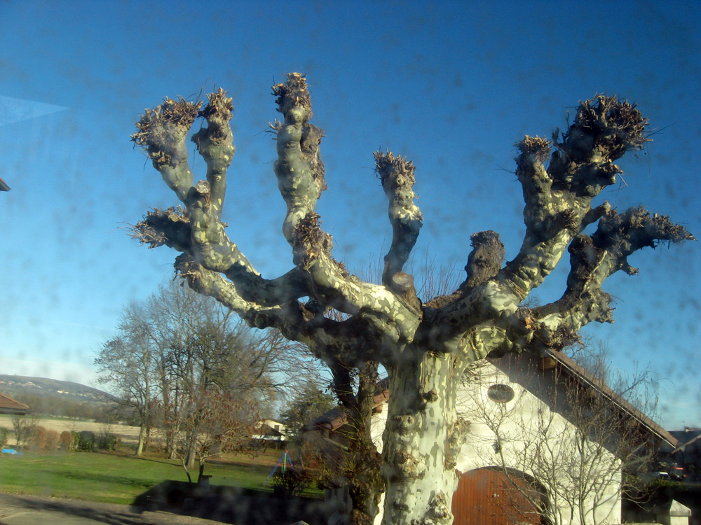 Casa cu multe brate. Foto: Daniela MICUTARIU