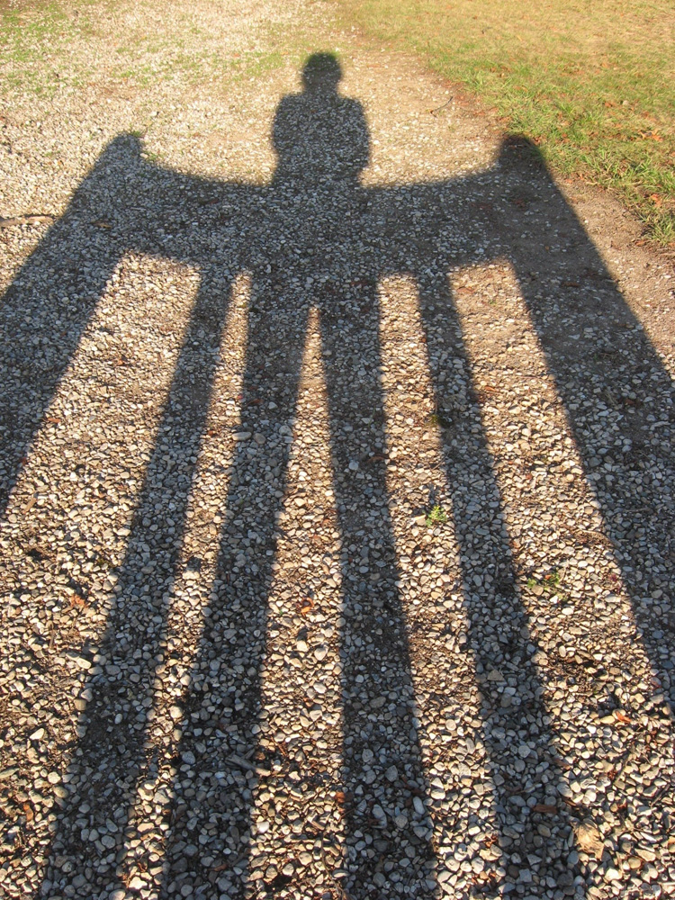 Ingerul negru. Foto: Daniela MICUTARIU