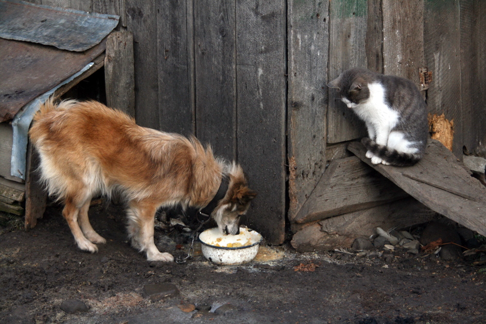 Pisică de companie... Foto: Marius SUIU