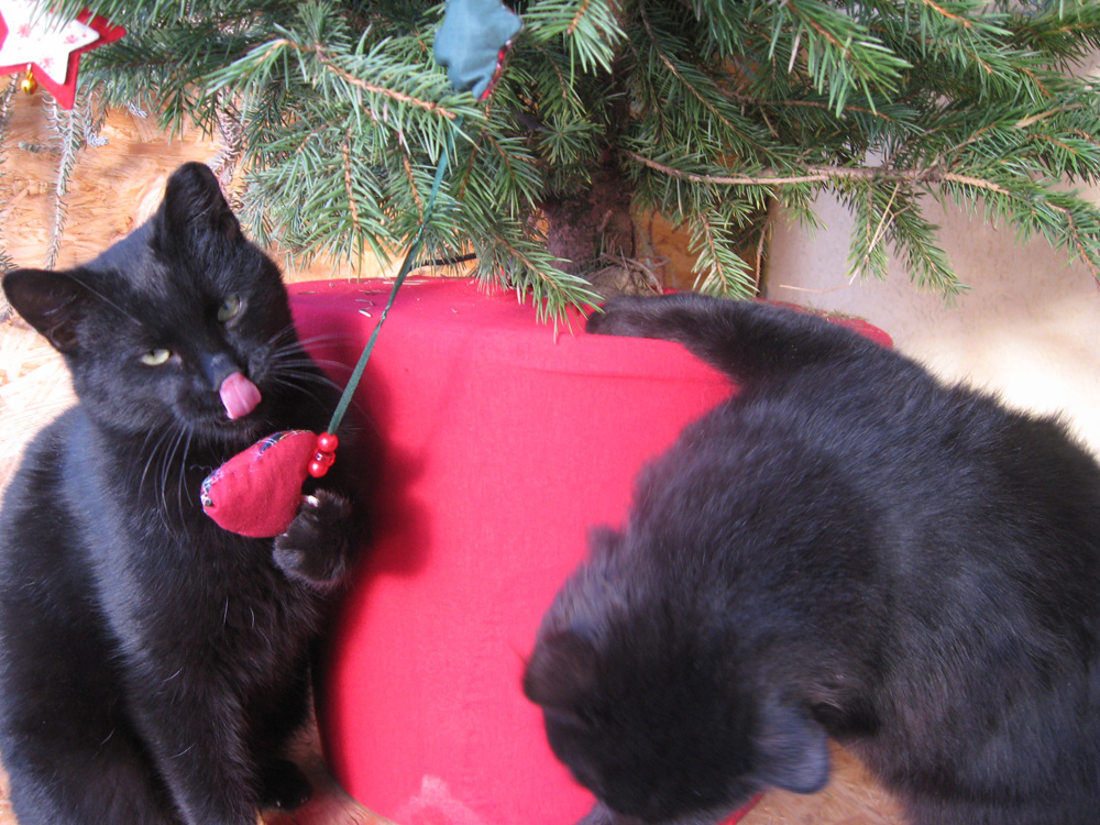 O inimioara delicioasa. Foto: Cosmin ROMEGA