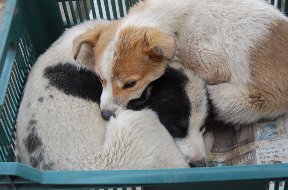Împreună şi la bine, şi la greu.