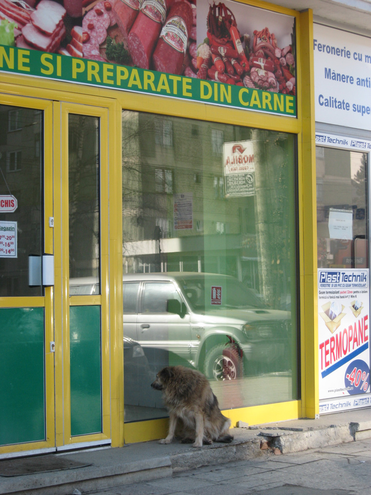 Tânjeşte după ceva cărniţă... Foto: Daniela MICUŢARIU