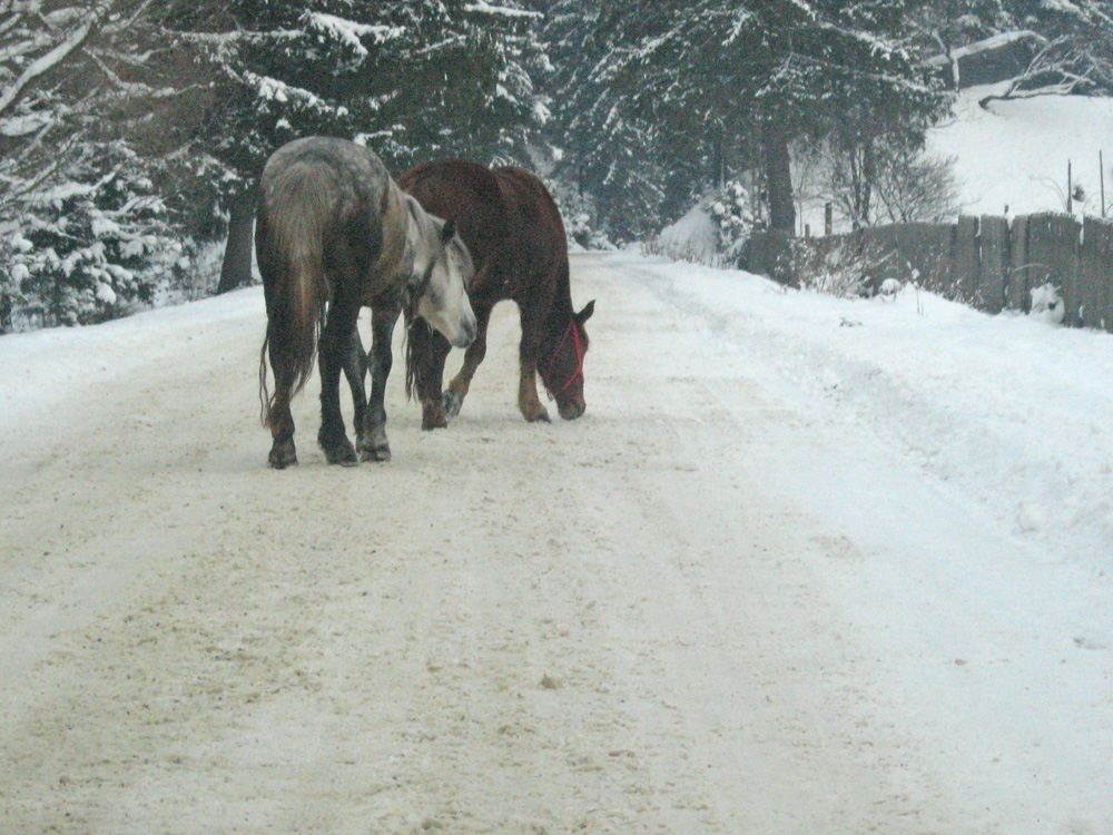 La păscut... Foto: Daniela MICUŢARIU