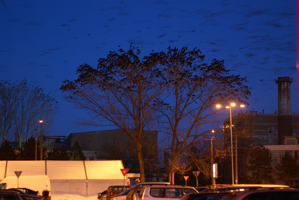 Pomi fructiferi Foto: Acasandre Corneliu