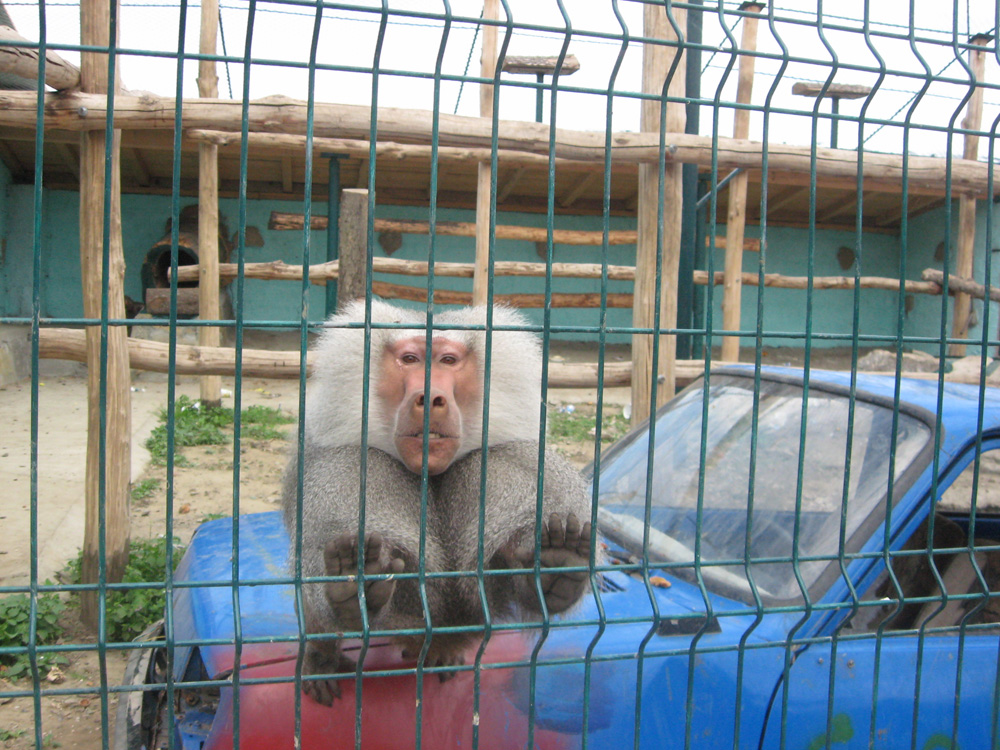 Maimuţa atletă de la Parcul Zoo Ilişeşti Foto: Florin PAIU