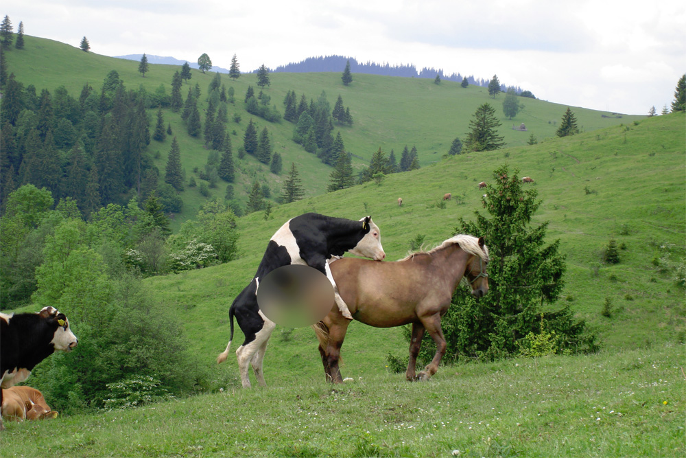 Selecţia naturală... Foto: Corneliu ACASANDRE