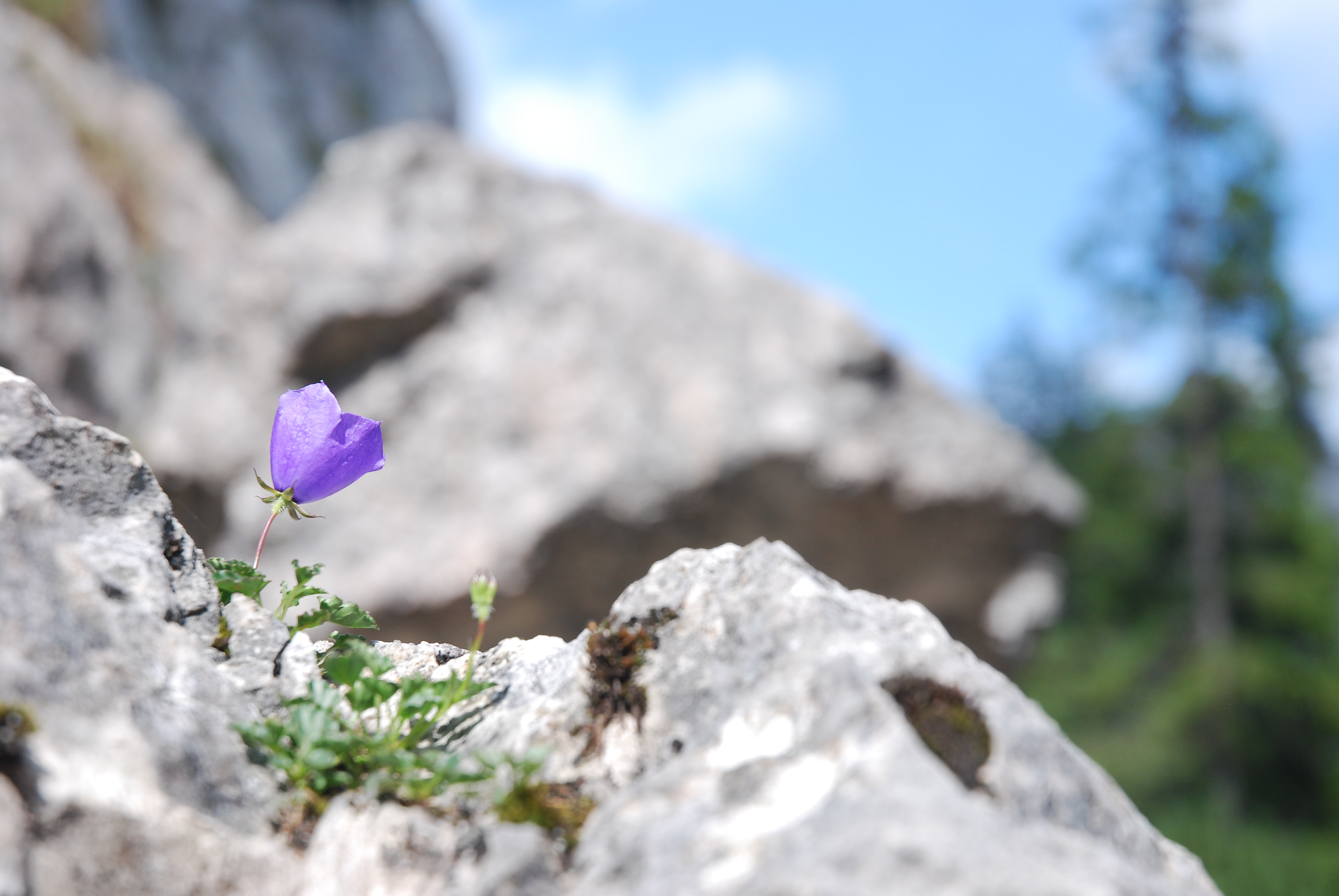 Clopoţel solitar. Foto: Ciprian COTUN
