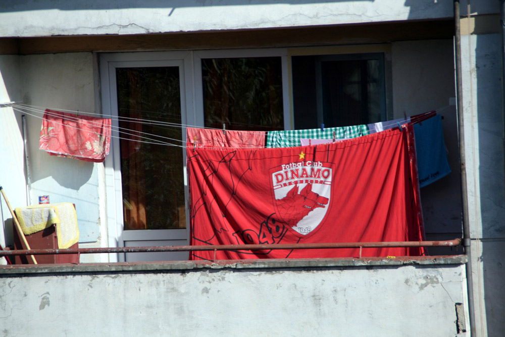 Câine şi-n aşternuturi. Foto: Marius SUIU